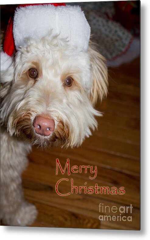White Metal Print featuring the photograph Merry Christmas from a Labrdoodle card by Sandra Clark