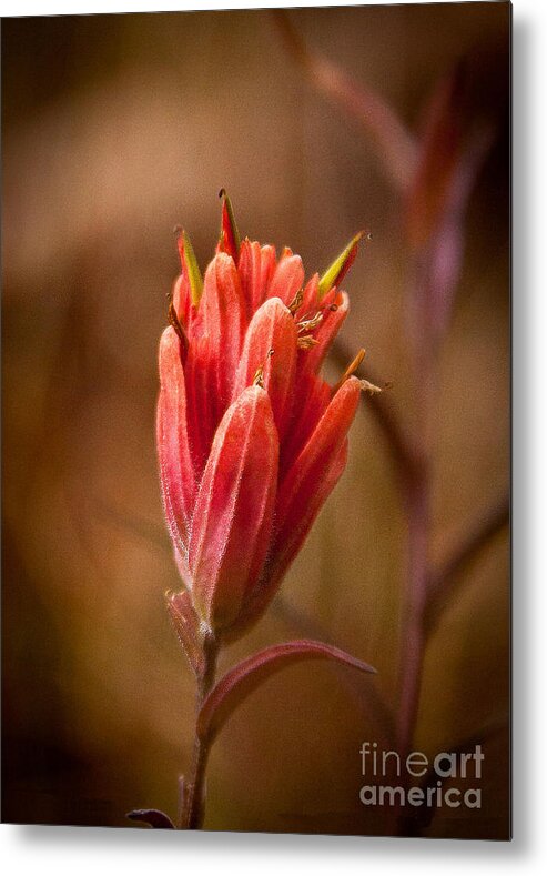 Nature Metal Print featuring the photograph Miniature Indian Paintbrush by Steven Reed