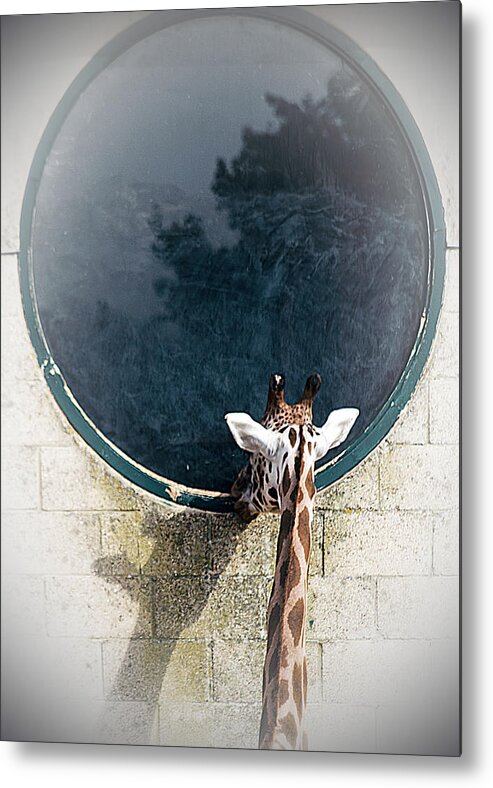 Wildlife Metal Print featuring the photograph Mirror Mirror On The Wall by Linsey Williams