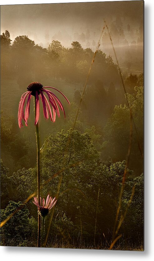 2010 Metal Print featuring the photograph Mist on the Glade by Robert Charity
