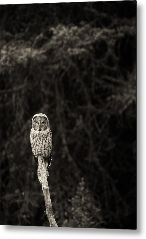 Great Gray Owl Metal Print featuring the photograph Monochrome Great Gray Owl by Max Waugh