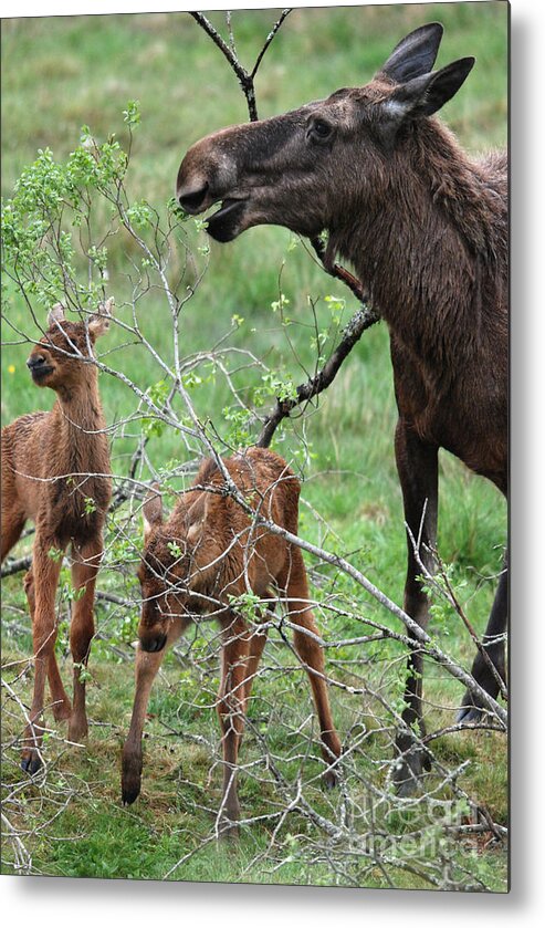 Moose Metal Print featuring the photograph Moose cow with twin calves by Phil Banks