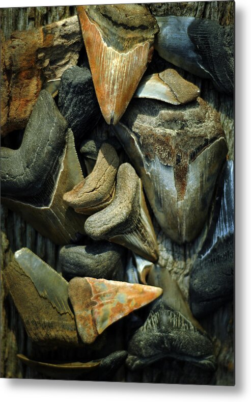 Miocene Metal Print featuring the photograph More Megalodon Teeth by Rebecca Sherman