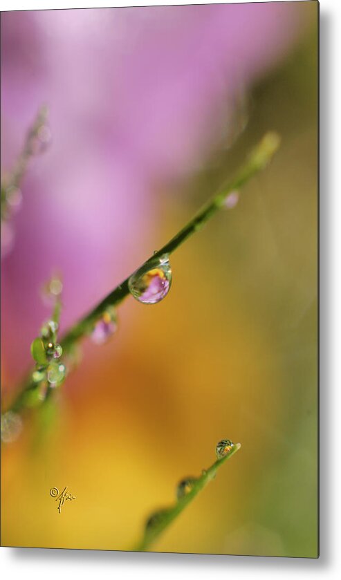 Close-up Metal Print featuring the photograph Morning Dew by Arthur Fix