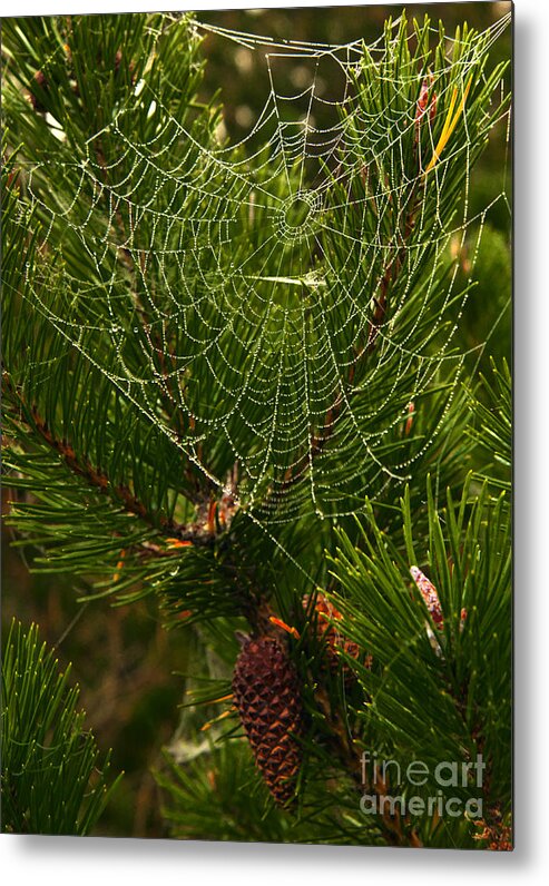 Cobweb Metal Print featuring the photograph Morning Dew on Cobweb by Martyn Arnold