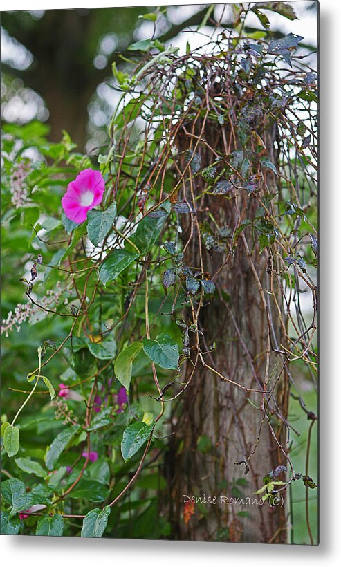 Morning Glory Metal Print featuring the photograph Morning Glory On The Fence by Denise Romano