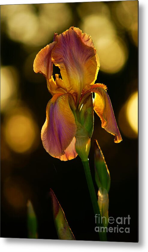 Iris Metal Print featuring the photograph Morning Kiss2 by Loni Collins