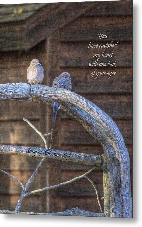 Doves Metal Print featuring the photograph Mourning Doves by Cheryl Birkhead