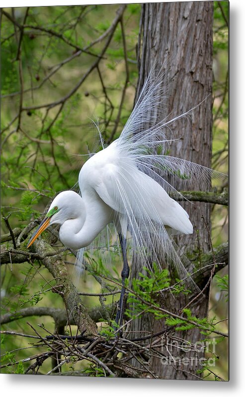 Egret Metal Print featuring the photograph My Beautiful Plumage by Kathy Baccari