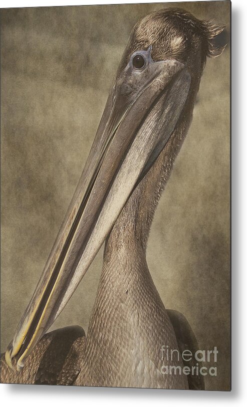 Pelican Metal Print featuring the photograph My Good Side by Pam Holdsworth