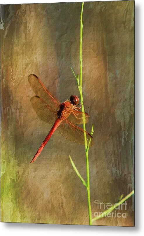 Dragonfly Metal Print featuring the photograph My Little Red Friend by Deborah Benoit