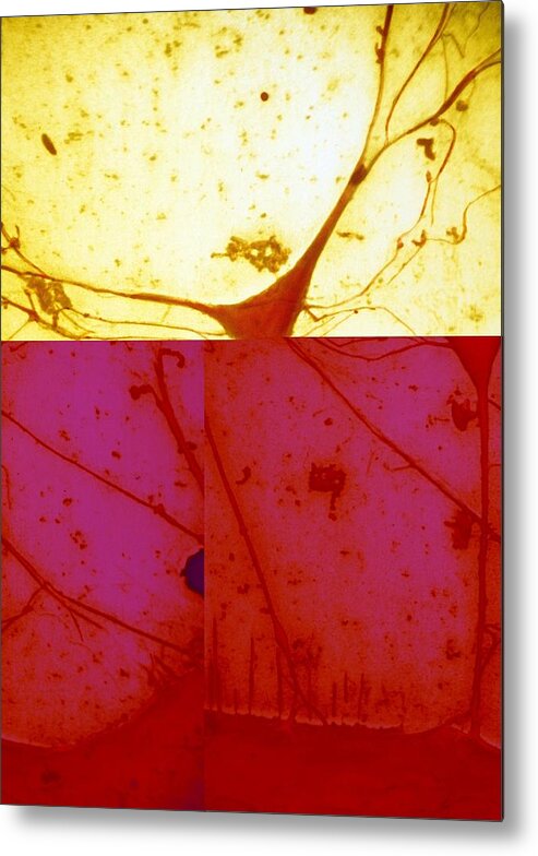 Neuron Metal Print featuring the photograph Nerve cell, SEM by Science Photo Library