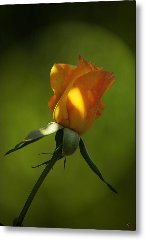 Rose Metal Print featuring the photograph Never Lose Your Love by Lorenzo Williams