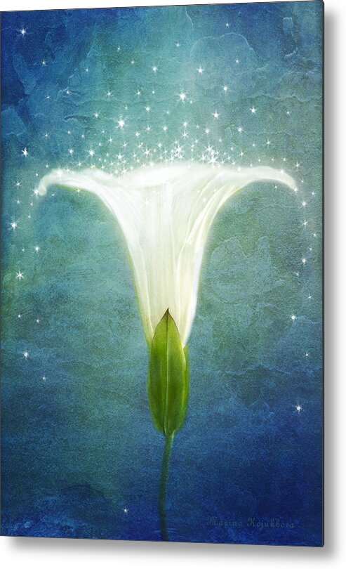 Morning Glory Flower Metal Print featuring the photograph Night Glory by Marina Kojukhova