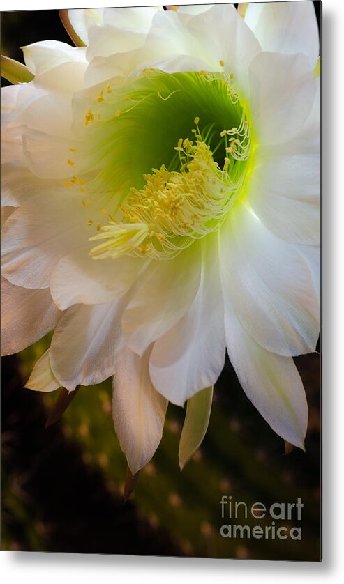 Exhinopsis Candican Metal Print featuring the photograph Nightlight by Tamara Becker