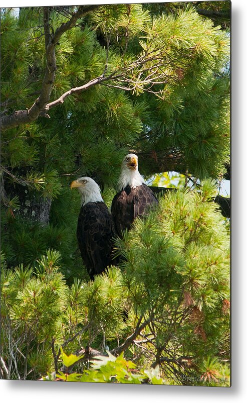Bald Eagle Metal Print featuring the photograph Not Listening by Brenda Jacobs