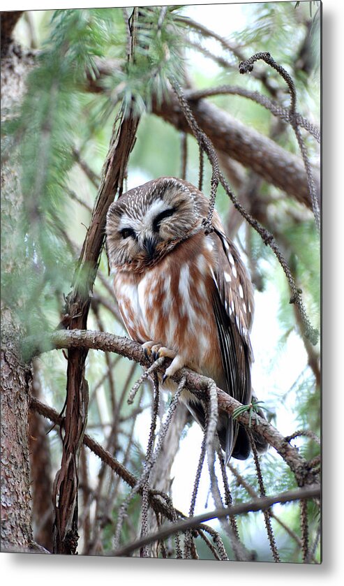 Northern Saw-whet Owl Metal Print featuring the photograph Northern Saw-Whet Owl 2 by Tracy Winter