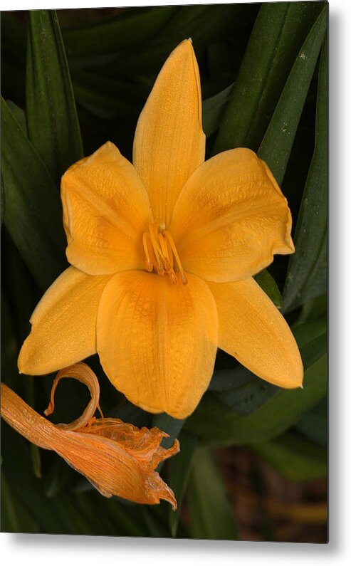 Flower Metal Print featuring the photograph Ocean Beach Yellow Flower by Wesley Elsberry