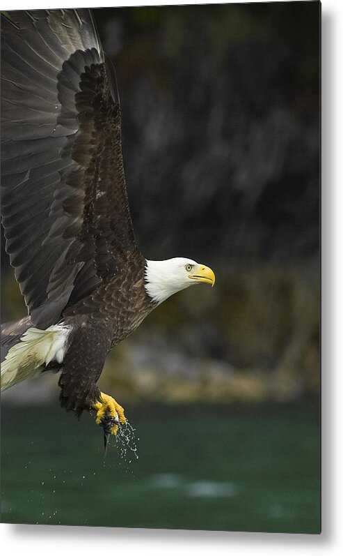 Adult Metal Print featuring the photograph Off with a Meal by Tim Grams