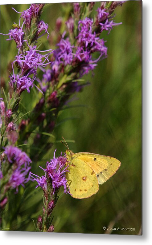 Butterfly Metal Print featuring the photograph Orange Sulphur on Liatris Punctata by Bruce Morrison