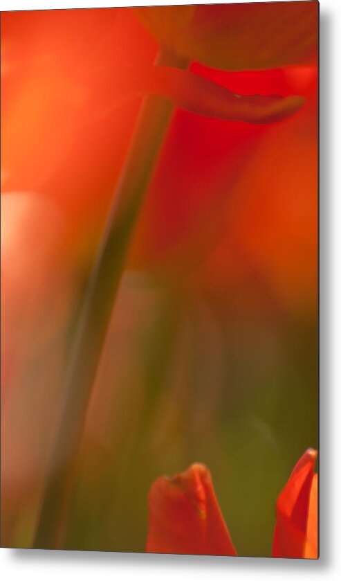 Tulips Metal Print featuring the photograph Orange Tulip Abstract by Jani Freimann