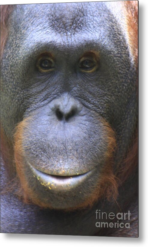 Orangutan Metal Print featuring the photograph Orangutan by Richard Lynch