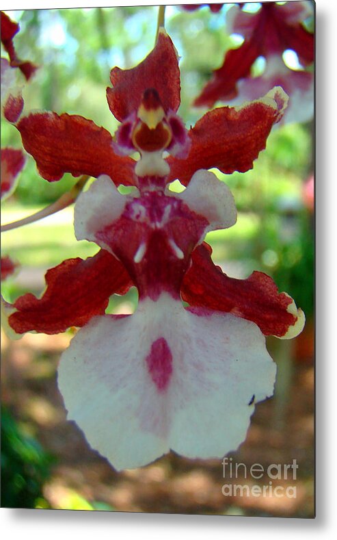 Orchid Metal Print featuring the photograph Orchid 1 by Nancy L Marshall