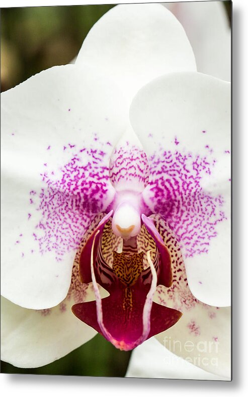 Orchid Metal Print featuring the photograph Orchid 1 of 3 by Brad Marzolf Photography