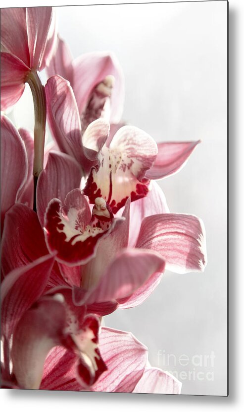 Pink Metal Print featuring the photograph Orchid by Jennifer Camp