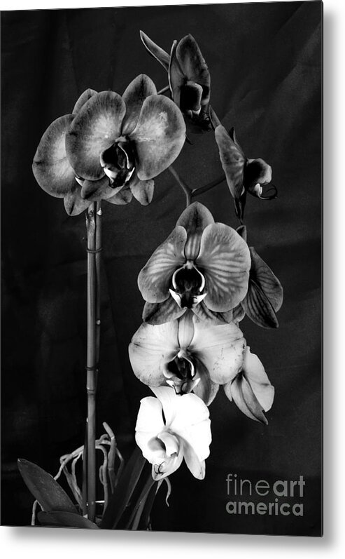 Flowers Metal Print featuring the photograph Orchids In Black And White by Donna Brown