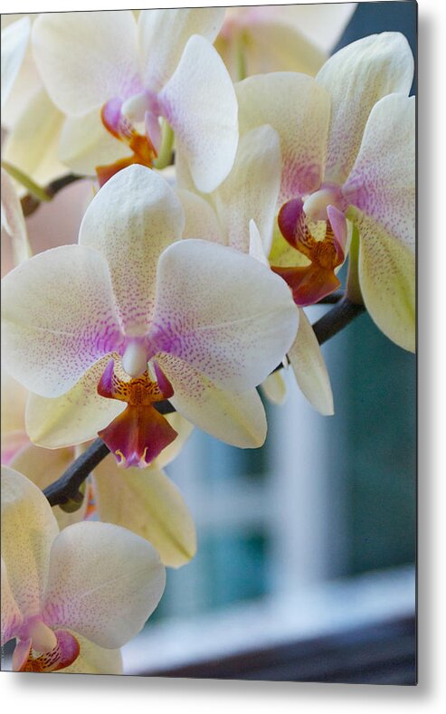 Orchids Metal Print featuring the photograph Orchids in the Morning Light by Debbie Karnes