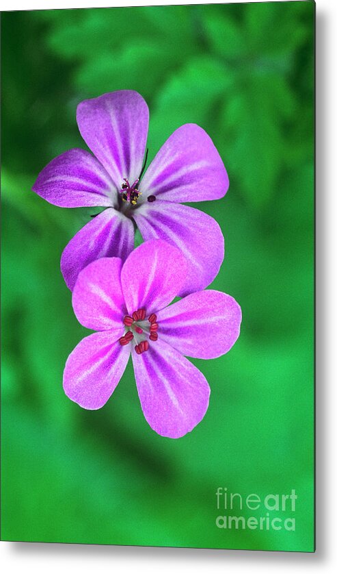 Oregon Geranium Metal Print featuring the photograph Oregon Geraniums in Flower by Dave Welling