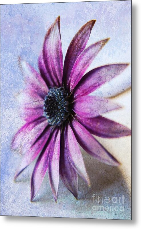 Cape Daisy Metal Print featuring the photograph Osteospermum Delight by Clare Bevan