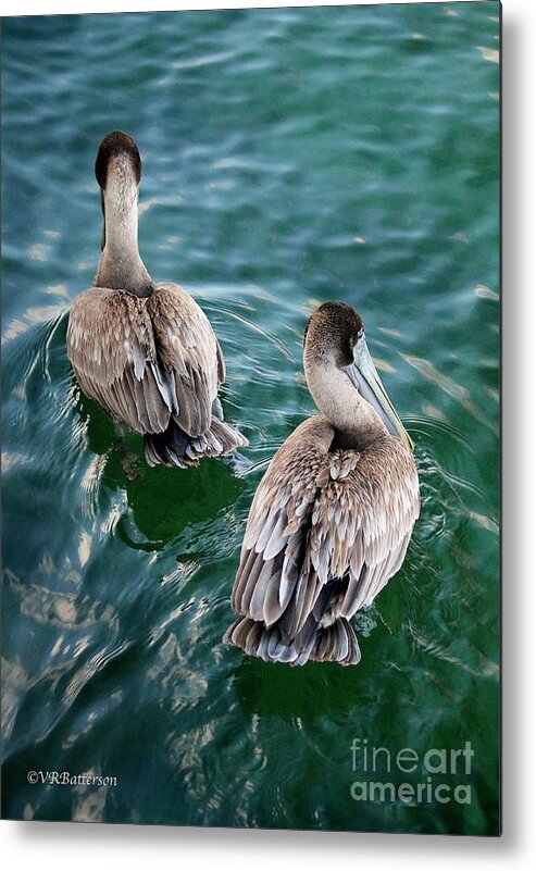 Pelicans Metal Print featuring the photograph Out for a Swim by Veronica Batterson