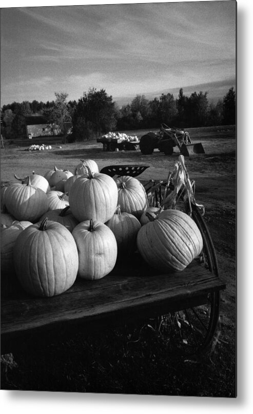 Pumpkins Metal Print featuring the photograph Oxford Pumpkins BW by Cindy McIntyre