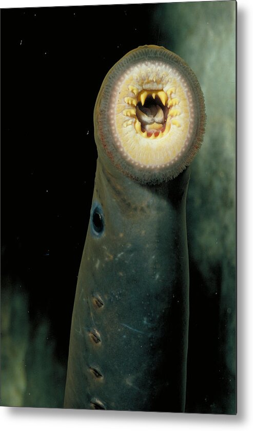 Animal Metal Print featuring the photograph Pacific Lamprey by Rondi Church