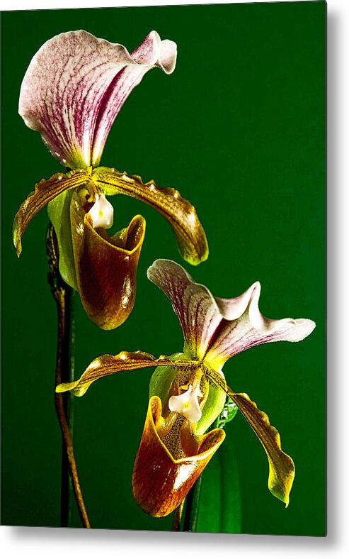 Orchids Metal Print featuring the photograph Pair of Lady Slipper Orchids by Elf EVANS