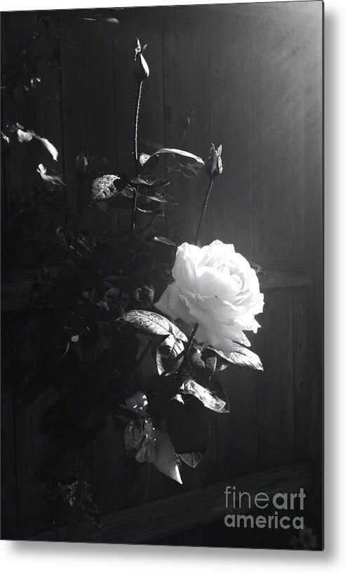 Rose Metal Print featuring the photograph Peace in the Morning by Vonda Lawson-Rosa