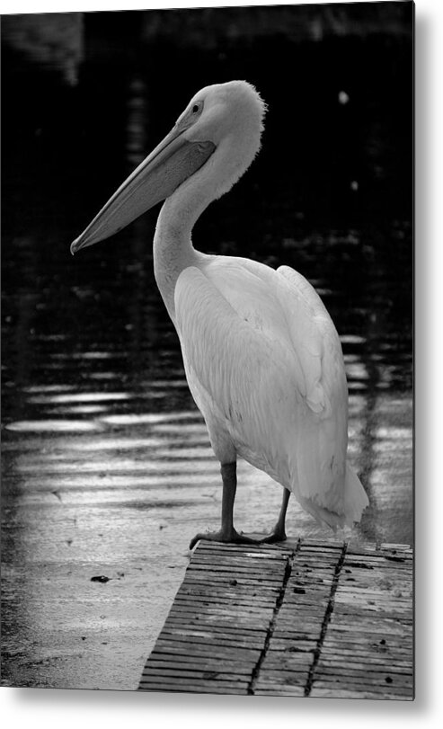 White Pelicans Metal Print featuring the photograph Pelican in the Dark by Laurie Perry