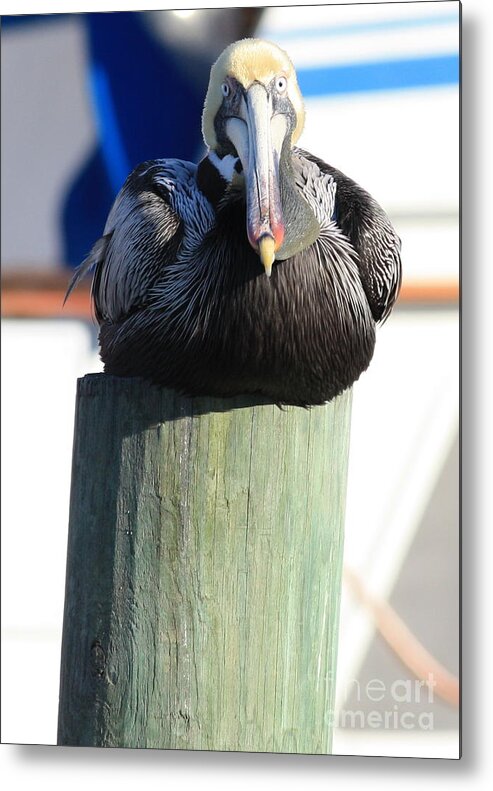 Pelican Metal Print featuring the photograph Pelican on Piling by Carol Groenen