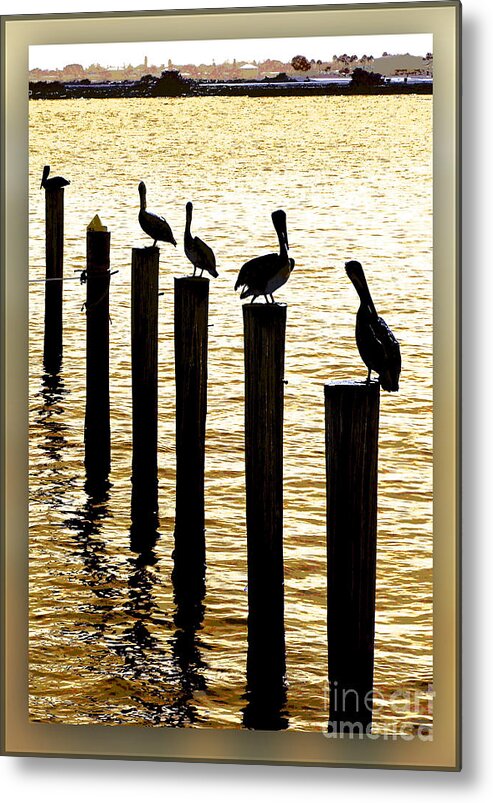 Pelican Metal Print featuring the photograph Pelican Patrol by Ginny Schmidt