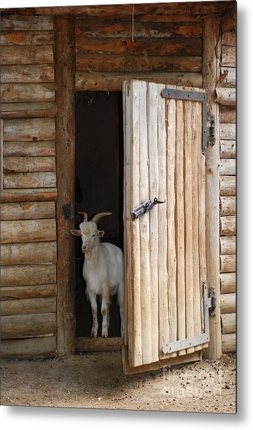 Pet Goat Metal Print featuring the photograph Pet Goat by Joe Cashin