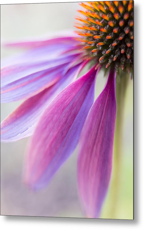 Echinacea Metal Print featuring the photograph Petal Pink by Caitlyn Grasso
