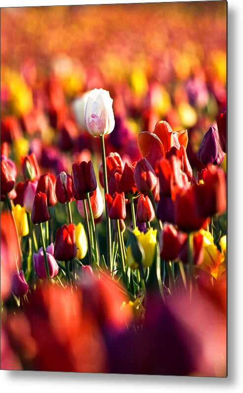 Tulip Metal Print featuring the photograph Pick Me by Ronda Kimbrow