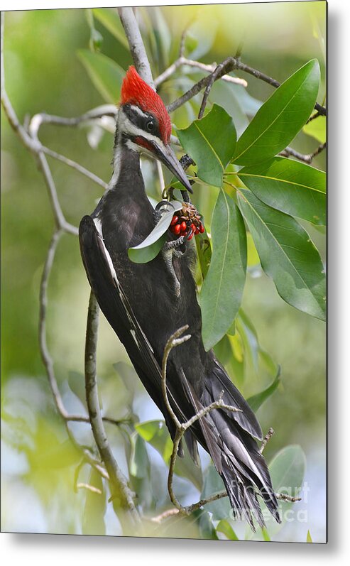 Woodpecker Metal Print featuring the photograph Pileated Woodpecker by Kathy Baccari