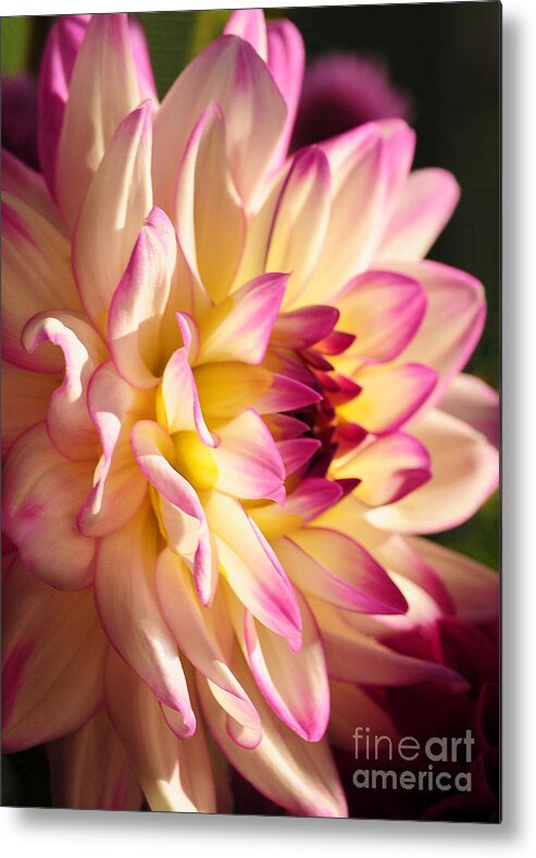 Nature Metal Print featuring the photograph Pink Cream and Yellow Dahlia by Olivia Hardwicke