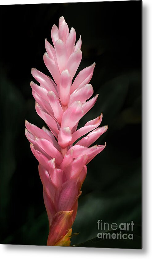 Pink Metal Print featuring the photograph Pink Ginger by Al Andersen