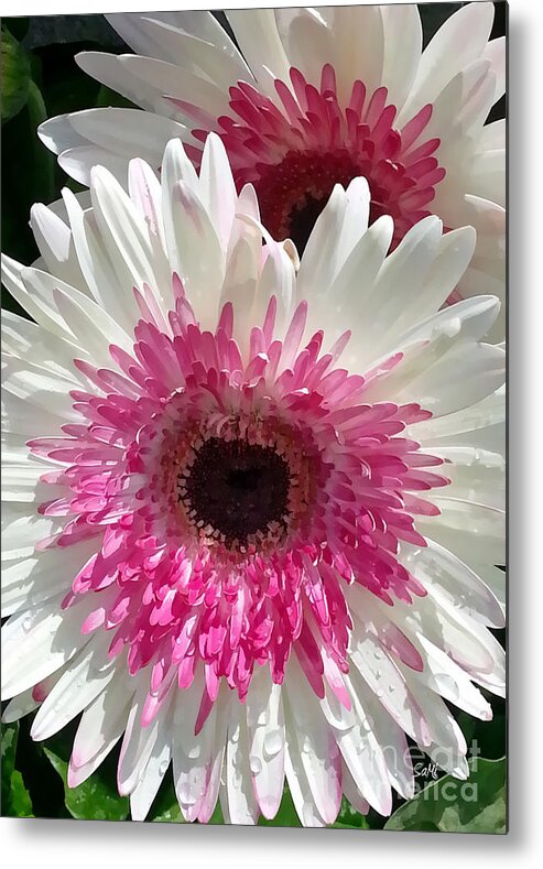 Portrait Metal Print featuring the photograph Pink n white gerber daisy by Sami Martin