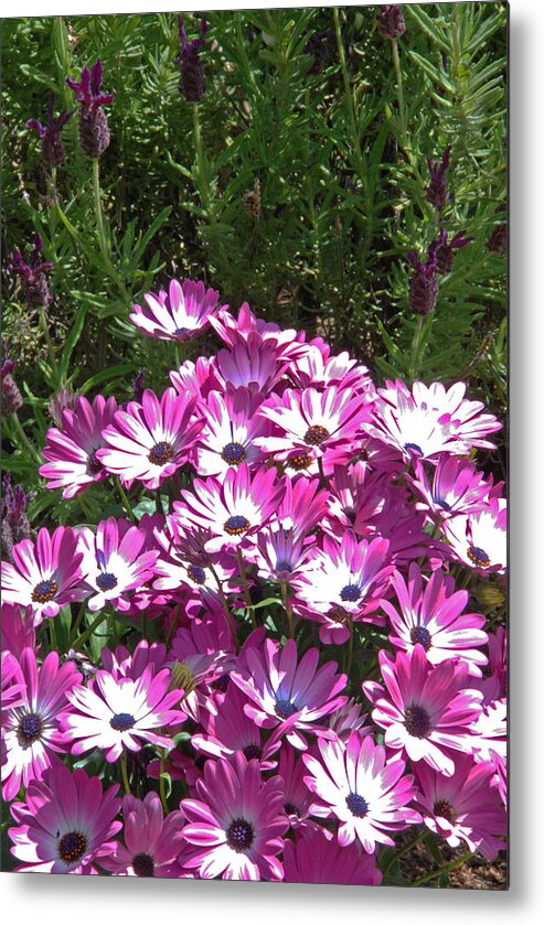 Flowers Metal Print featuring the photograph Pink-Purple Blooms by Carol Eliassen