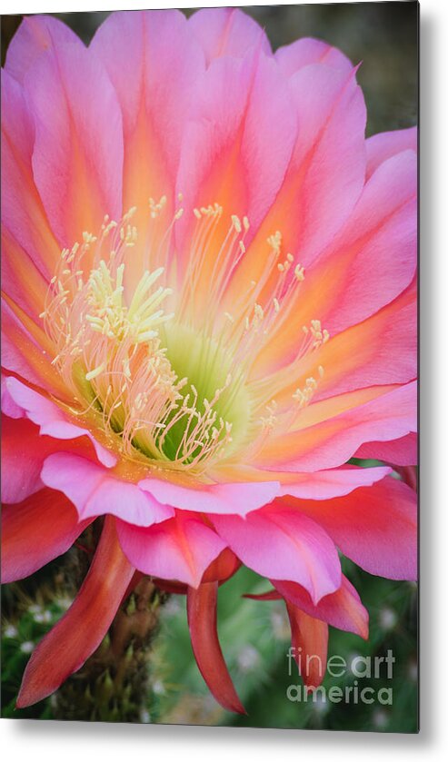 Pink Cactus Flower Metal Print featuring the photograph Pink Saucer Too by Tamara Becker